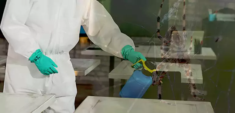 Why Buyers Still Want Homes With Pest Infestations in San Antonio, TX?
